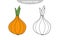 Simple coloring page. Onion - line art. Vegetables