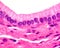 Simple columnar epithelium