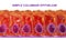 Simple columnar epithelium