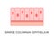 Simple columnar epithelium. Epithelial tissue types.