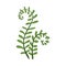 Simple Curved Fern Twig with Leaves Vector Illustration