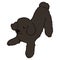 Simple and cute playful black Poodle illustration