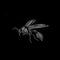 Simple design of illustration wasp on black background