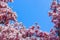 Simple frame of natural pink magnolia flowers on blue sky background