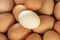 Simple fresh light egg on top of brown eggs flatlay. Economic crisis