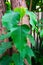 Simple green leaf of Sacred Fig Tree also call Pipal Tree, Bohhi Tree, Bo Tree, Peepul (Ficus religiosa L.)
