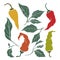 Simple icons of hot chili pepper pods and leaves. Spices color set
