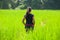 Simple life, Rear view of Laos girl in lao traditional clothing pass the paddy field in the morning. Rainy season. Ancient village