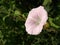 A simple, light pink roadside flower