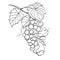 Simple line drawing illustration of a bunch of grapes on a vine