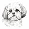 Simple Line Drawing Of Shih Tzu On White Background