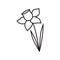 simple linear vector image drawing icon daffodil spring flower garden isolated black on white background