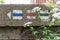 Simple markings on the concrete wall behind alyssum flowering plants