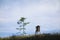 Simple minimalist landscape scenery with wooden hide tower, grass field and tree