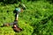 The simple moments of life, ordinary work in the garden -  man trimming grass with heavy-duty trimmer in the garden