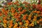 Simple orange half dwarf zinnia in a flowerbed