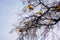 Simple outdoor christmas decorations, balls and garlands