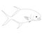 A simple Outline Of A Permit Fish