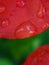 Simple Photo Macro of dew red bougenville horizontal branch at public park in the morning, bokeh background