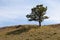 Simple Pine Tree on the Crest of a Hill