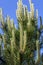 simple pine trees growing in the forest in the summer