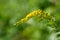 Simple pretty yellow flowers of Canadien goldenrod Solidago canadensis  in sunny summer natural meadow