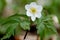 The simple purity of a Wood Anemone appears on a woodland floor in a Spring day