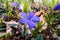 Simple purple flower surrounded by nature