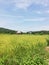 Simple self-built small hut amidst rice field on Mindoro, Philippines