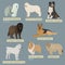 Simple silhouettes of dogs. Types of sheepdogs