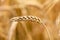 Simple single yellow golden ripe wheat ear macro, extreme closeup, detail, sunlight, crop field agriculture, farming symbol