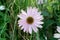 A simple slightly pink flower against green grass and leaves