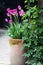 A simple spring planting in a flower pot with tulips