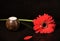 Simple still life. Gerbera flower and candle on a dark background