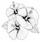 Simple Stroke Line Illustration Of Hibiscus Biloba