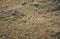 Simple texture of Mediterranean sand.