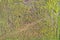 Simple texture of a rice field, top view, aerial shot