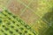 Simple texture of a rice field, top view, aerial shot