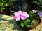 A simple tiny pink flower bloomed in my rooftop garden