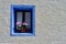 Simple tiny window with flower on rustic house wall of white and blue colours in Sallent-de-Gallego, Huesca, Aragon, Spain.