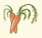 Simple vector illustration with ability to change. Illustration of two carrots