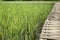 Simple walkway in summer rice field resort