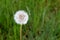 Simple white fluff of dandelion plant in grassy meadow