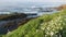 Simple white oxeye daisies in green grass over pacific ocean splashing waves. Wildflowers on the steep cliff. Tender