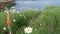 Simple white oxeye daisies in green grass over pacific ocean splashing waves. Wildflowers on the steep cliff. Tender