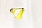 Simple white and yellow garden butterfly on  a tent indoors