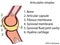 Simplex joint vector. Anatomical atlas