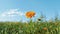 Simplicity And Photorealism: Marigold Blossom In Vibrant Green Field