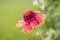 The Simplicity of a Single Blanket Flower