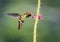 Simplistic photo of a brilliant glittering exotic hummingbird feeding on a flower with a green bckground.